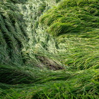 台風の強風で倒伏した実をつけた稲の被害状況の写真