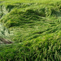 台風の強風で倒伏した田んぼの稲と被害状況の写真