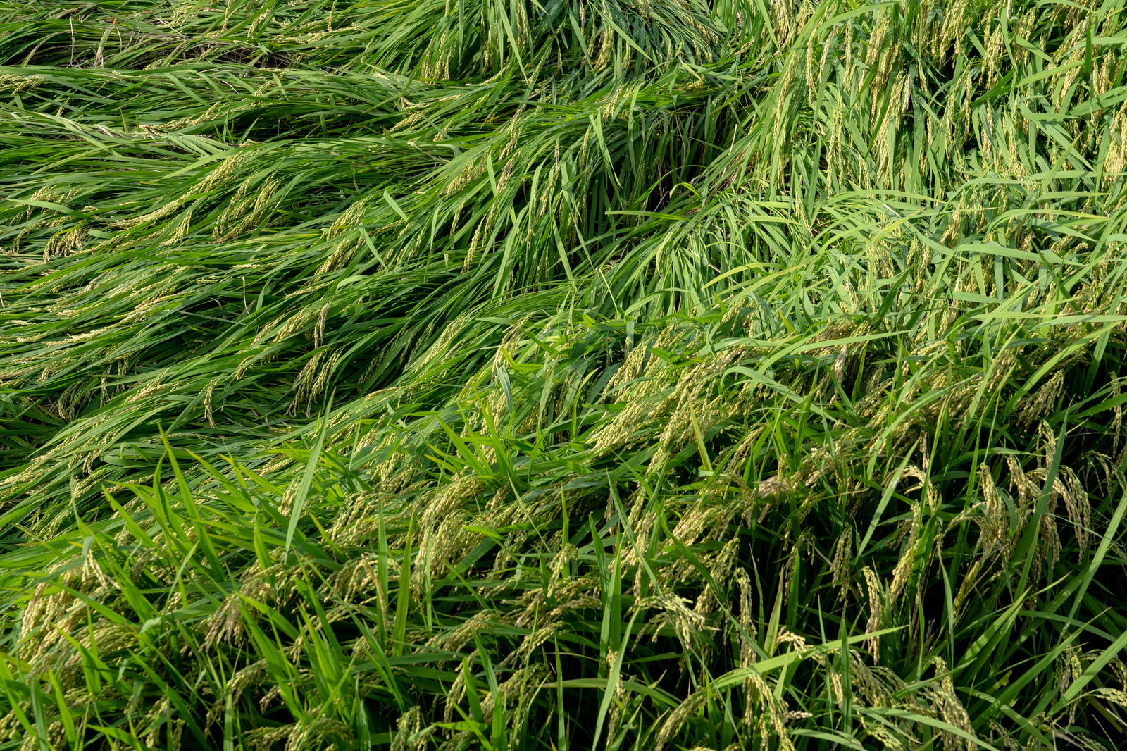 台風の強風によって一方向に倒れた緑色の稲が広がる田んぼ