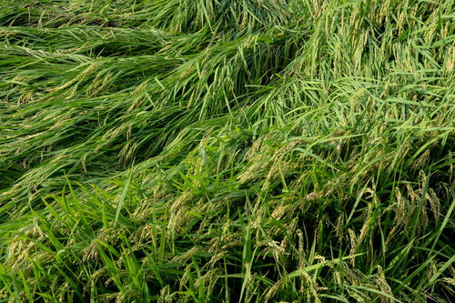 台風の強風で稲が倒伏してしまった田んぼの被害状況