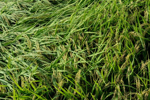 台風の強風で倒伏してしまった田んぼの稲の被害状況