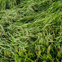 台風で倒伏した稲が広がる水田の写真