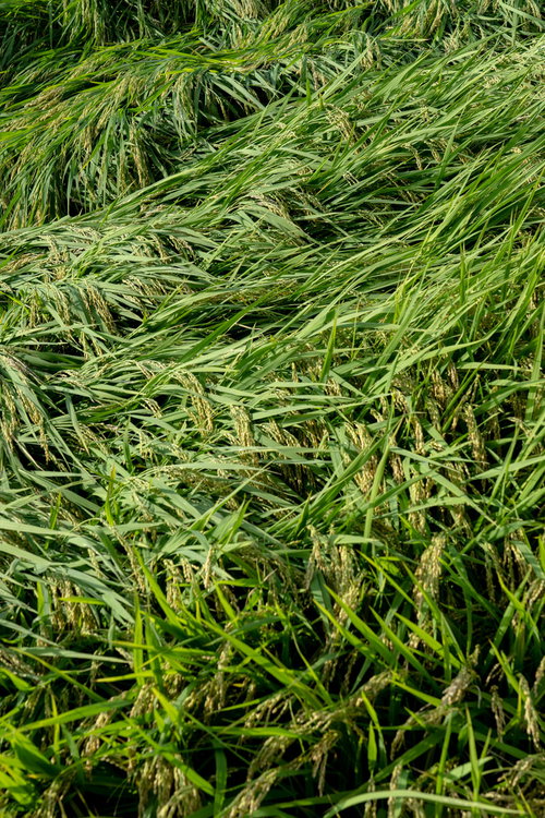 台風で倒伏した稲が広がる水田