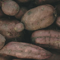 土付きの収穫したばかりのさつまいも、新鮮な薩摩芋の写真