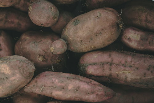土付きの収穫したばかりのさつまいも、新鮮な薩摩芋
