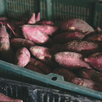 収穫したサツマイモをかごに入れるの写真