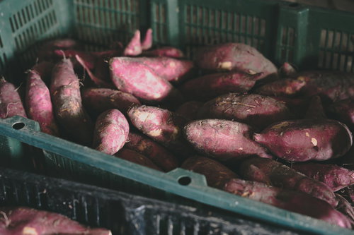 収穫したサツマイモをかごに入れる