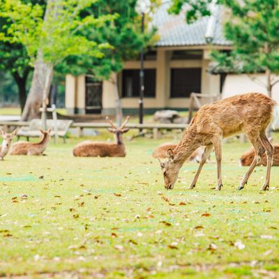 かわいい鹿の白くてふわふわした尻尾の写真素材 - フリー素材ぱくたそ