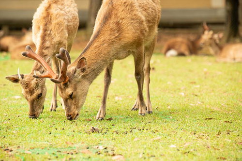 頭下げとけ、角が立つからな