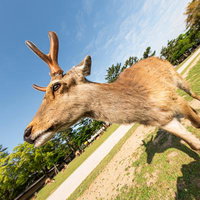 鹿にシカトされた！広角撮影版の写真
