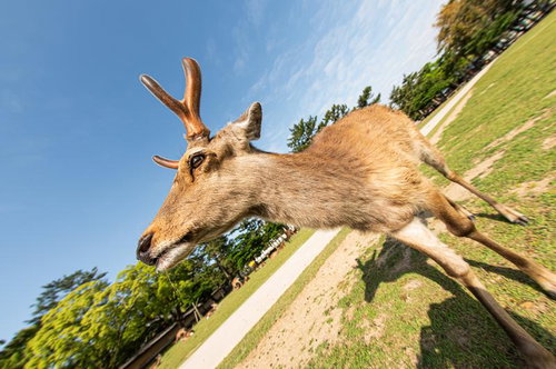 鹿にシカトされた！広角撮影版