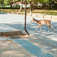 まだ馬さんとは出会っていませんの写真