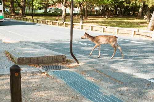 まだ馬さんとは出会っていません