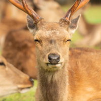 この笑顔、シカと刮目せよの写真