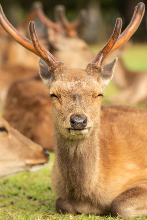 この笑顔、シカと刮目せよ