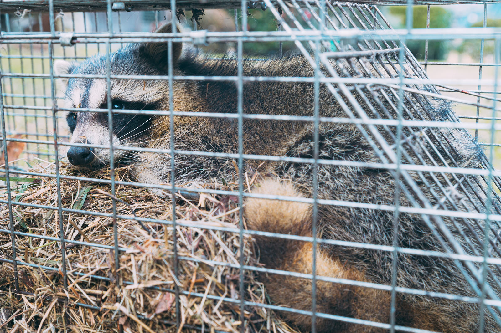 金網の檻に捕獲されたアライグマが入っている様子