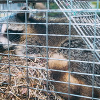 畑の農作物を食い荒らしていた捕獲されたアライグマの写真
