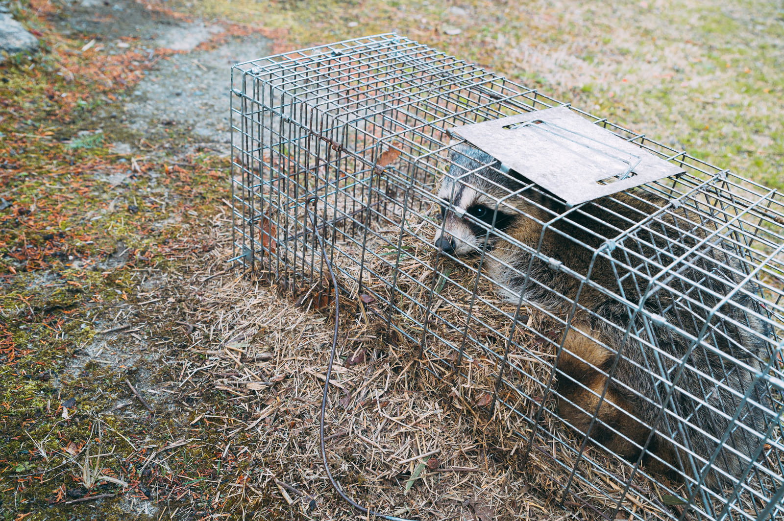 捕獲檻の中に入ったアライグマが写っている農作物被害対策の様子
