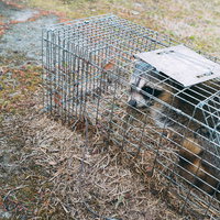 農作物被害で捕獲された檻の中のアライグマの写真