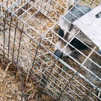 金属製の捕獲器に入った害獣のアライグマの駆除作業の写真