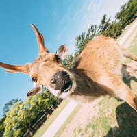ジュルルルル、鹿せんべいに殺到する鹿たちの写真