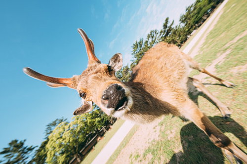 ジュルルルル、鹿せんべいに殺到する鹿たち