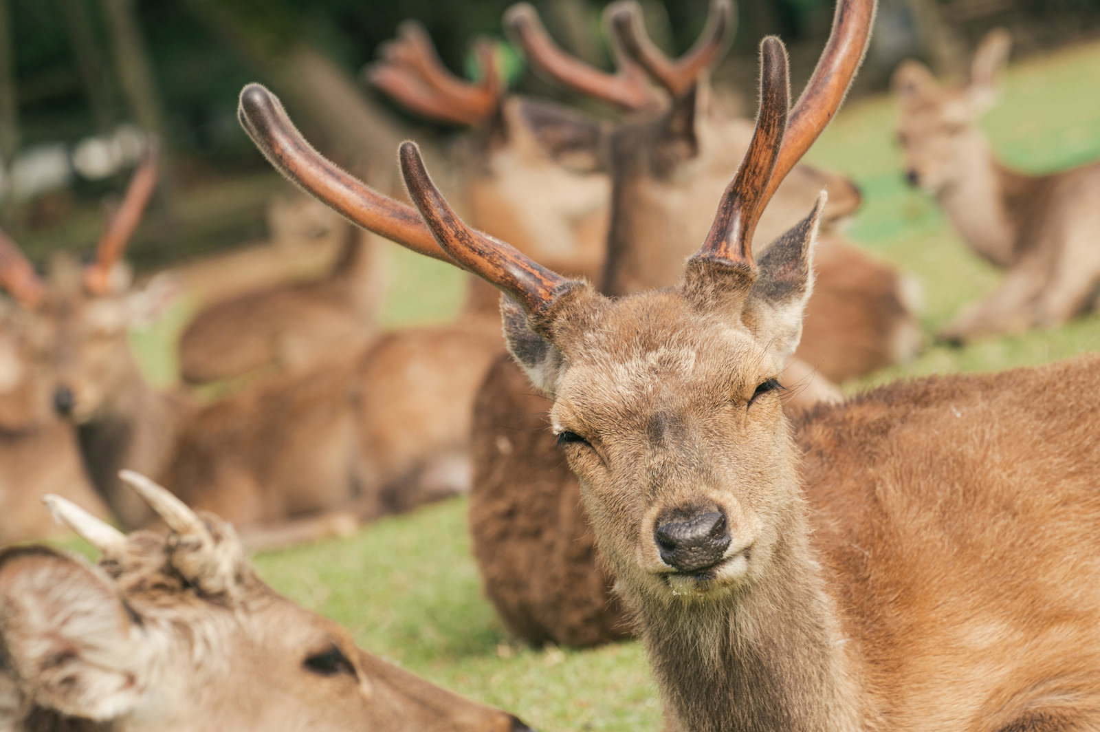 茶色い毛色で立派な角を持つ鹿が正面を向いている様子