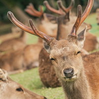俺らの勇姿、鹿と見届けてくれよな！の写真