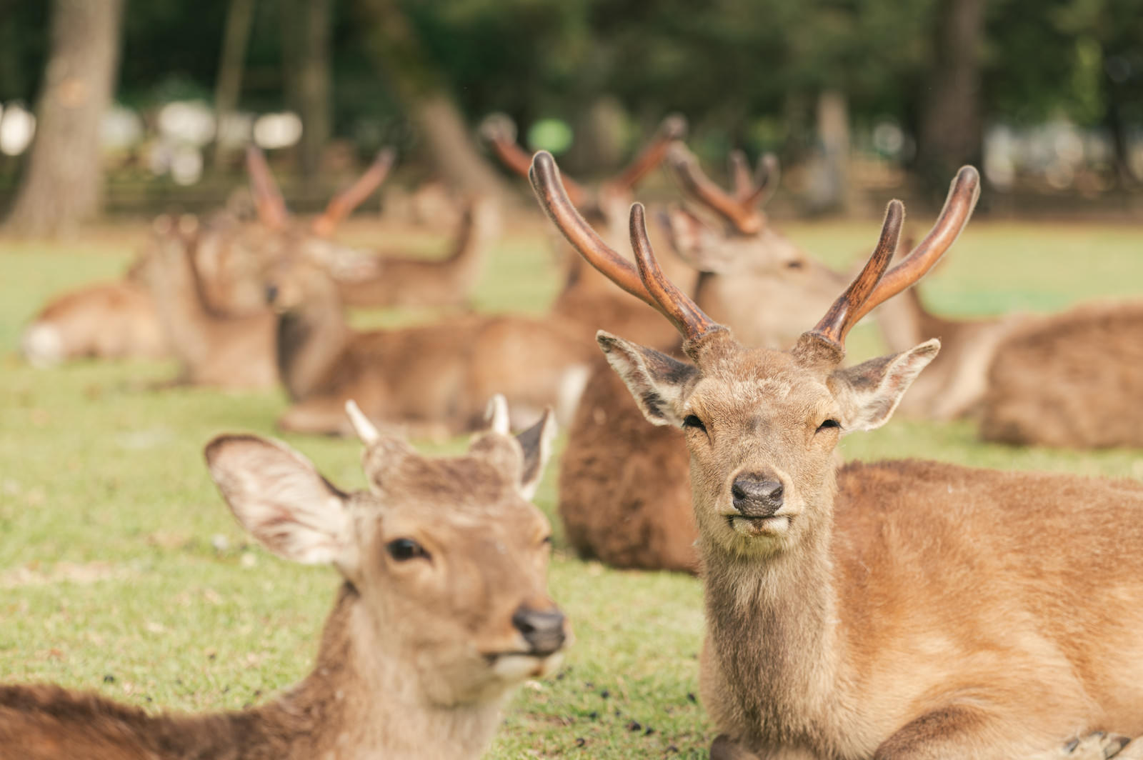 奈良公園の芝生で休んでいる鹿の群れ