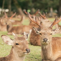 奈良公園の芝生で休む鹿の群れの写真