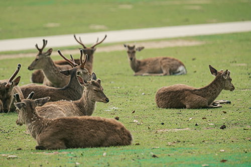 鹿せんべい待ちで芝生に集う鹿の群れ