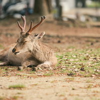 奈良公園でくしゃみする鹿の写真