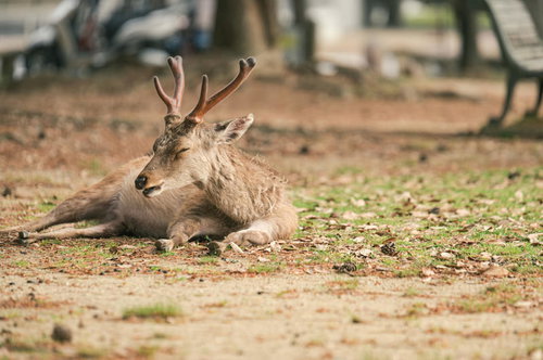 奈良公園でくしゃみする鹿