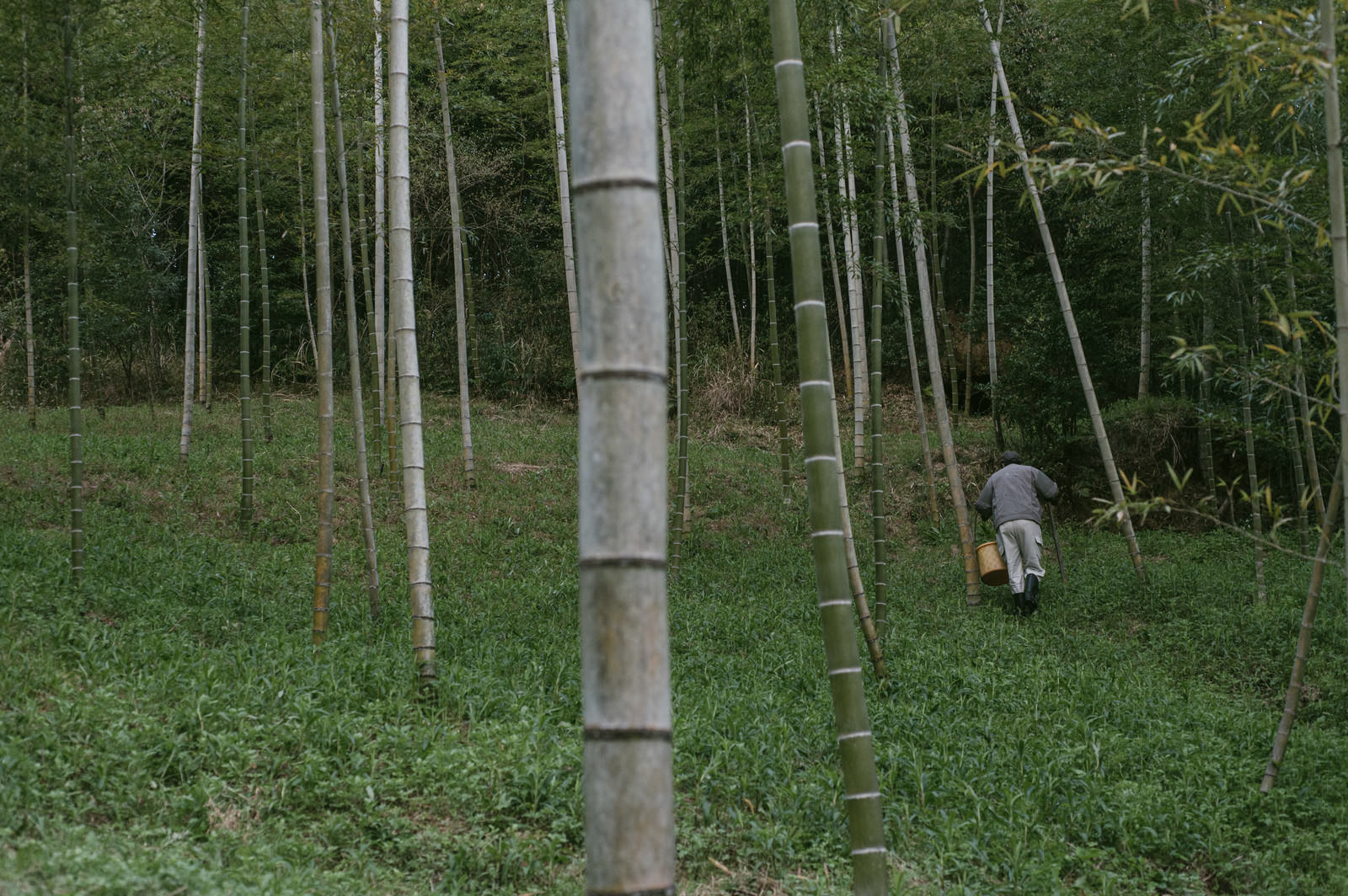 竹林を歩くたけのこ採りの男性。紺色シャツに茶色いかごを持つ。