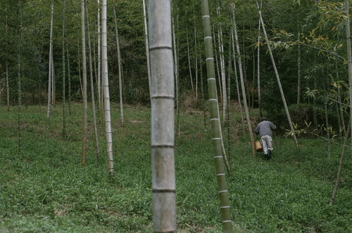 竹林でたけのこ採りをする男性とかご