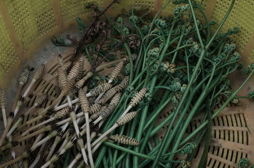 つくしとわらびを詰めた竹ざるの春の山菜