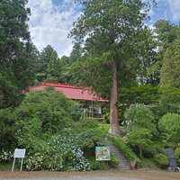 小野町の東堂山満福寺へ続く石段と参道の古木の写真