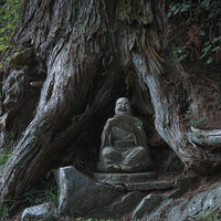 東堂山満福寺の樹齢を重ねた杉の根元に安置された石像の写真