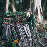 北田天満宮の森に残る苔むした切り株と林道の自然風景の写真