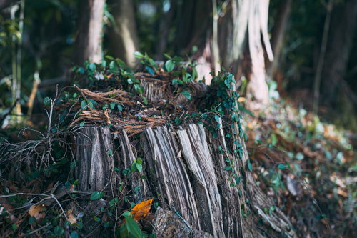 北田天満宮の森に残る苔むした切り株と林道の自然風景