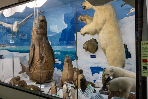 極地（北極・南極）の動物剥製コーナー