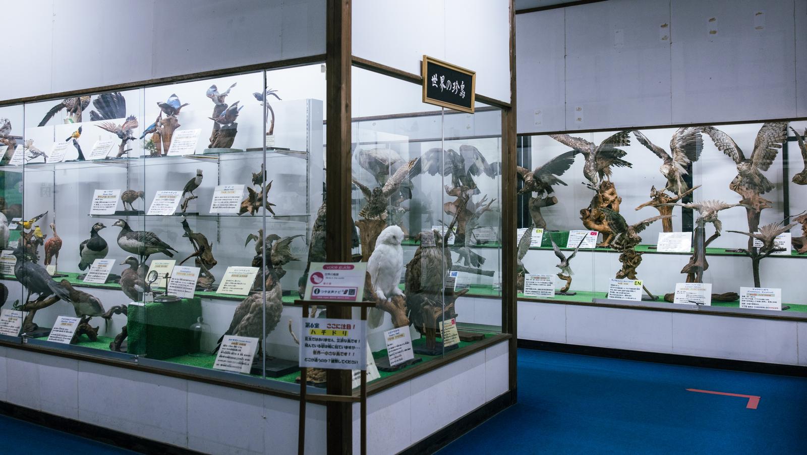 つやま自然のふしぎ館の展示室で、アジアの動物剥製が並ぶ様子