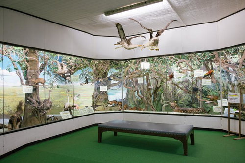 つやま自然のふしぎ館にある第15室 西アジア・アフリカの動物