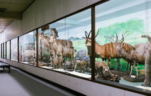 つやま自然のふしぎ館にある第15室 西アジア・アフリカの動物