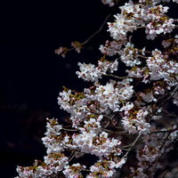真っ黒な夜空に枝が浮かぶ暗闇と夜桜の写真