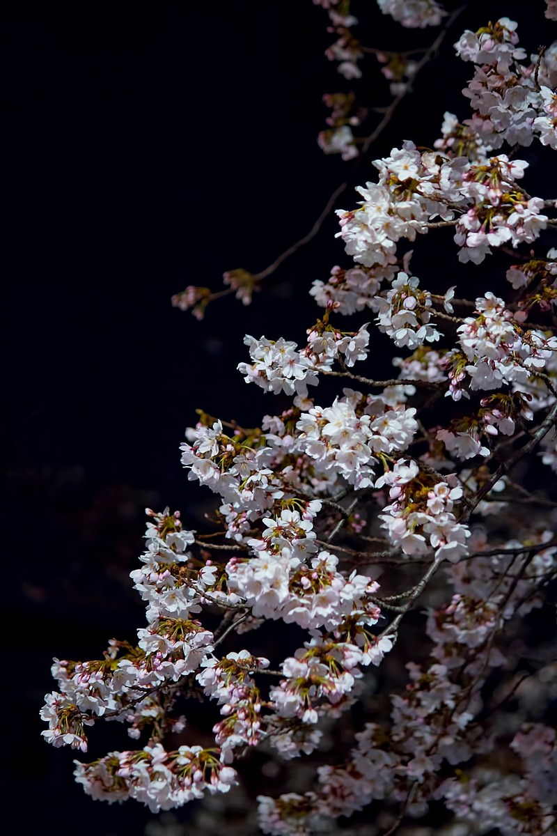 真っ黒な夜空に浮かぶ夜桜