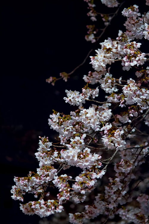 真っ黒な夜空に枝が浮かぶ暗闇と夜桜