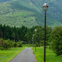 メタセコイア並木から山へと続く細い道に並ぶ街灯の写真