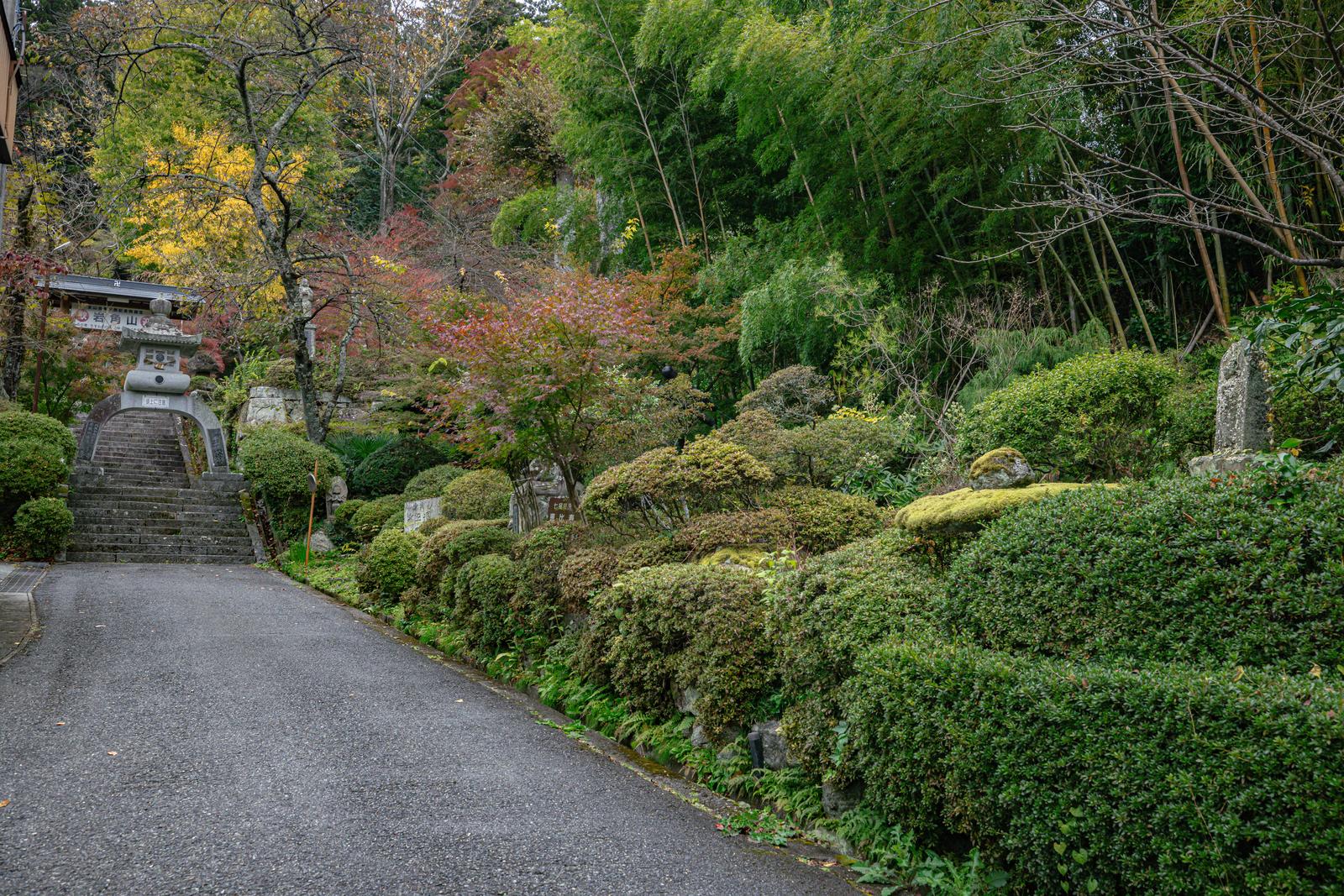 苔むした石燈籠が立つ岩角寺の参道、背景に竹林と秋の樹木
