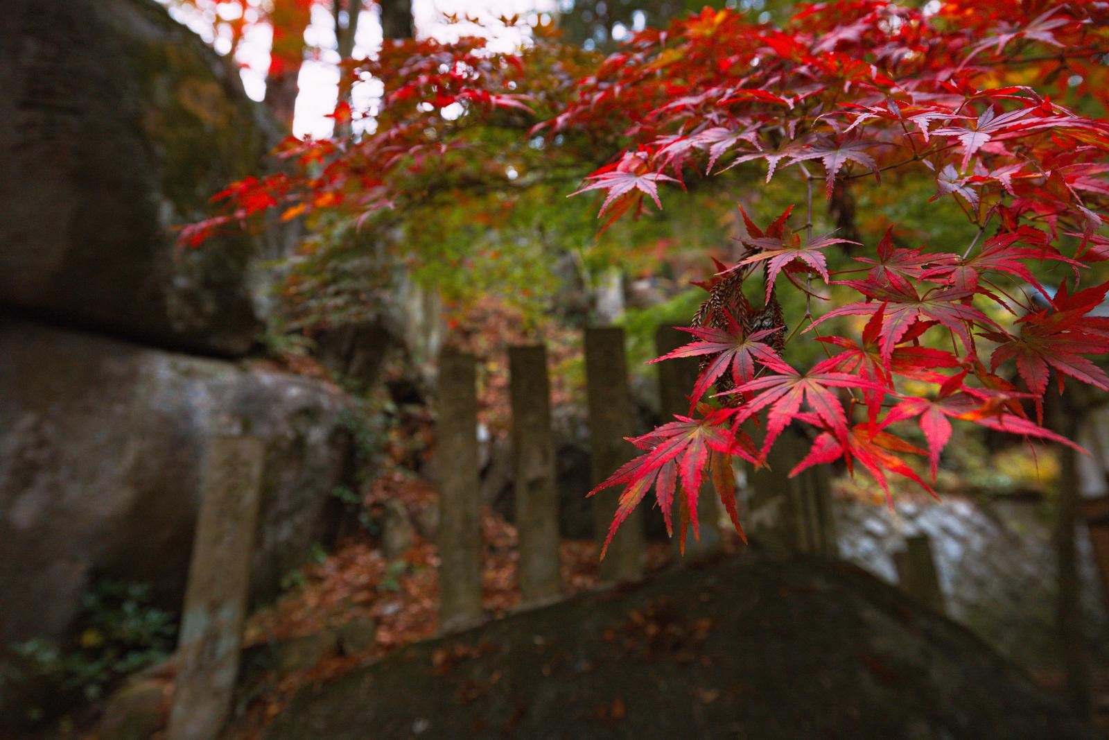 石垣の脇で紅葉するカエデの枝が垂れ下がる岩角寺の参道